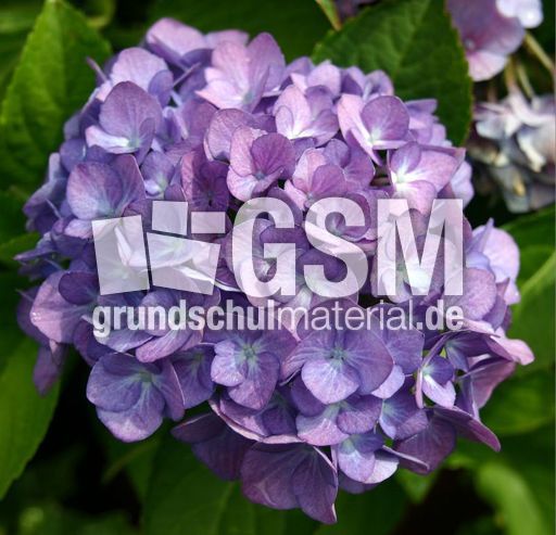 Hortensie-blau.jpg